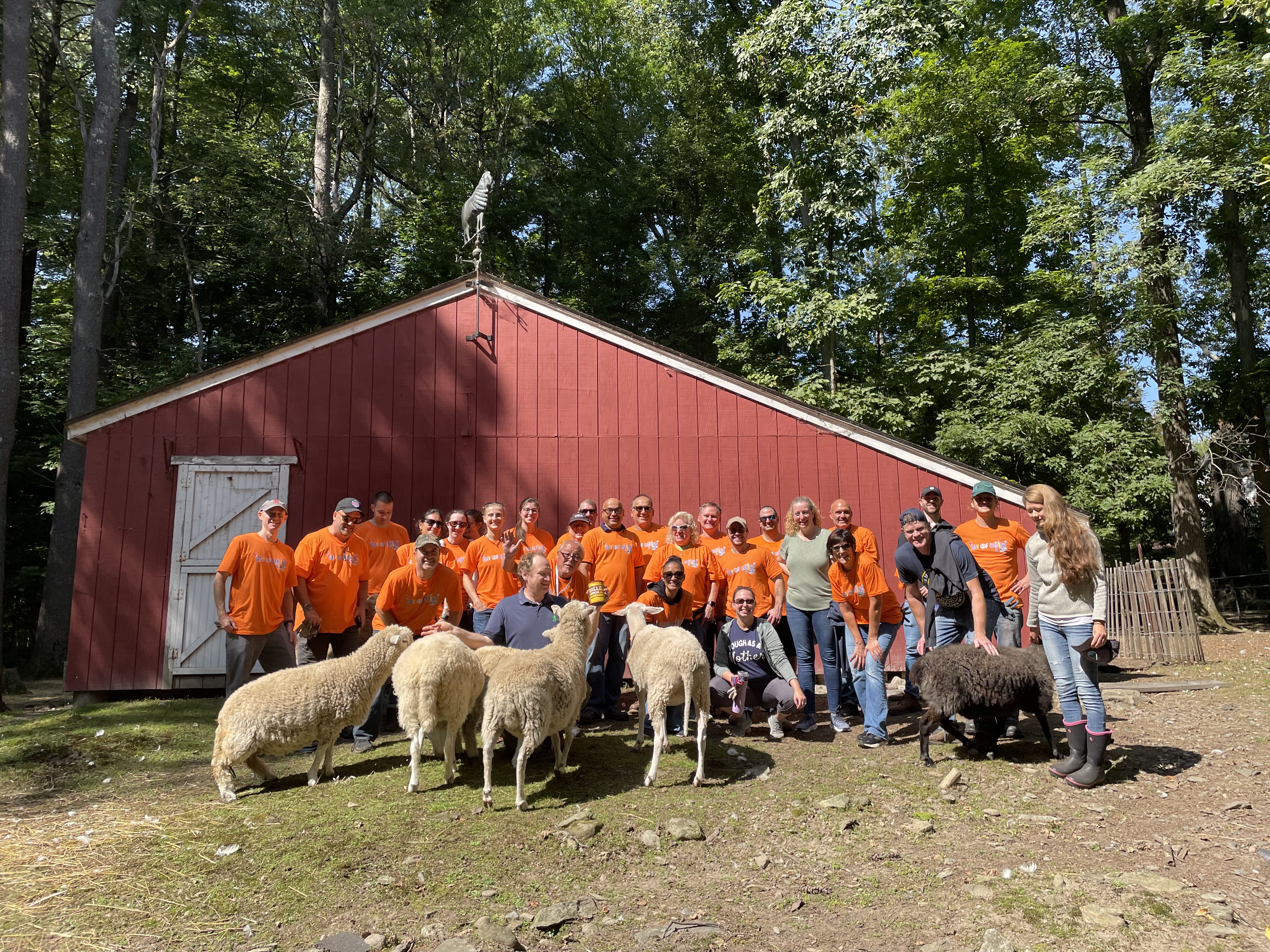 A group of people wearing matching orange tshirts pose for a photo in front of a barn with several sheep